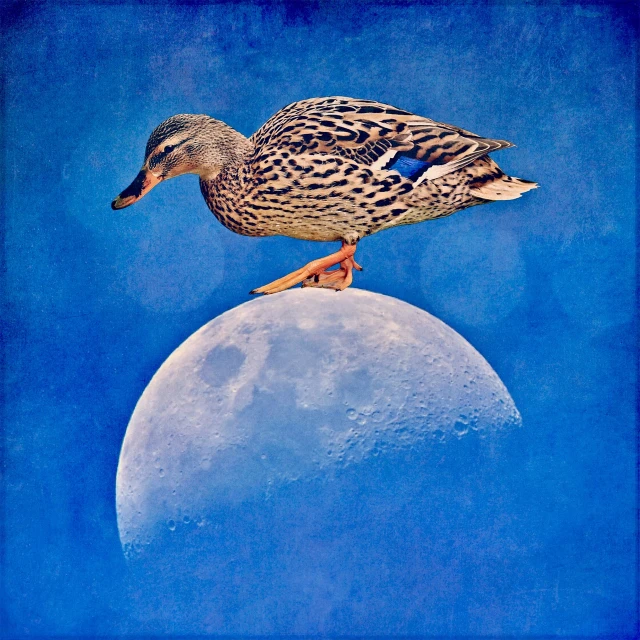 a duck standing on top of a half moon, by Cindy Wright, shutterstock contest winner, magic realism, blue moon, texturized, portrait”, pluto