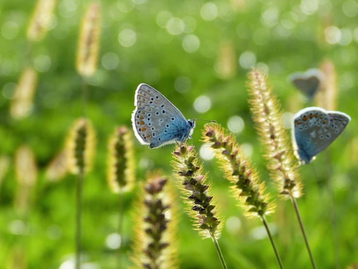 a couple of blue butterflies sitting on top of a lush green field, by Werner Andermatt, trending on pixabay, hurufiyya, very shallow depth of field, blocking the sun, gentle bokeh, narrow depth of field