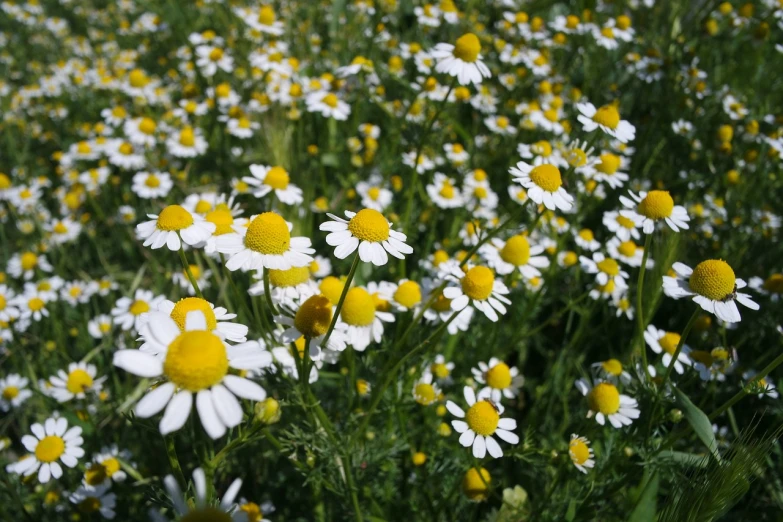 a field full of white and yellow flowers, hurufiyya, chamomile, permaculture, silver, high quality product image”