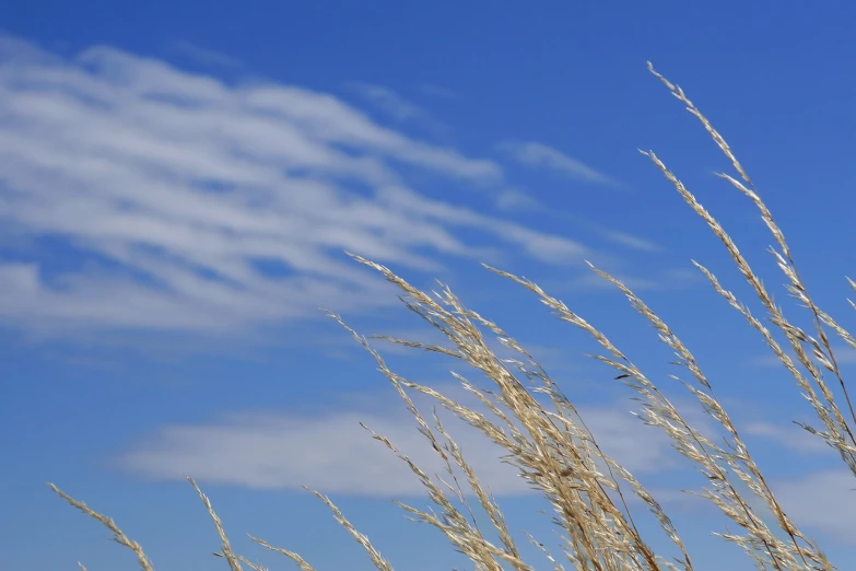 a bird sitting on top of a tall grass covered field, romanticism, 4k vertical wallpaper, blue sky with a few clouds, half image, wind