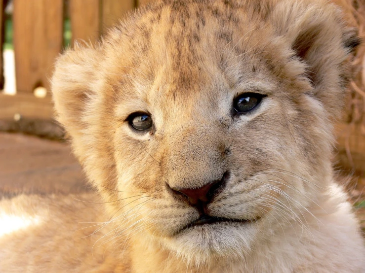 a close up of a small lion cub, a digital rendering, by Juergen von Huendeberg, shutterstock, blue eyes and blond hair, very sharp photo, 35mm of a very cute, beautiful young prince