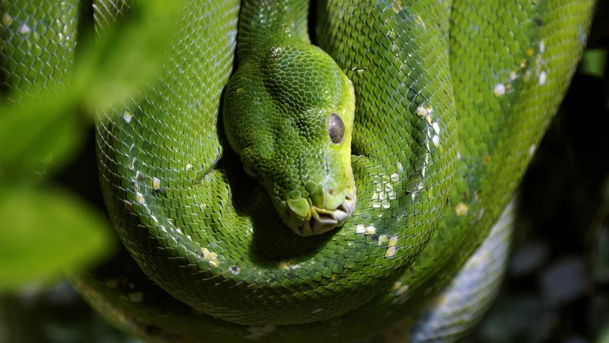 a green snake curled up in a tree, a portrait, shutterstock, renaissance, closeup photo, python, glowing green, viewed from above