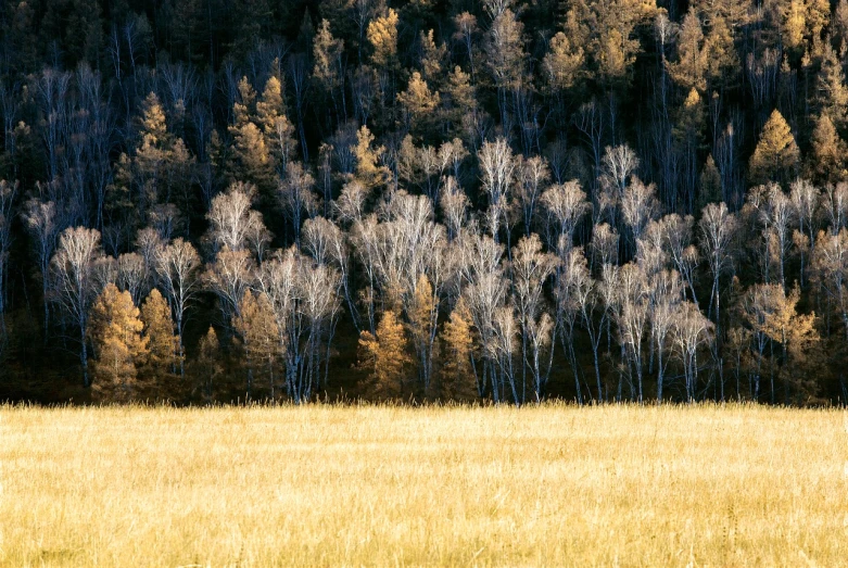 a herd of cattle grazing on top of a dry grass field, by Richard Carline, tonalism, aspen grove in the background, cinematic blue and gold, sparse pine forest, autumn bare trees