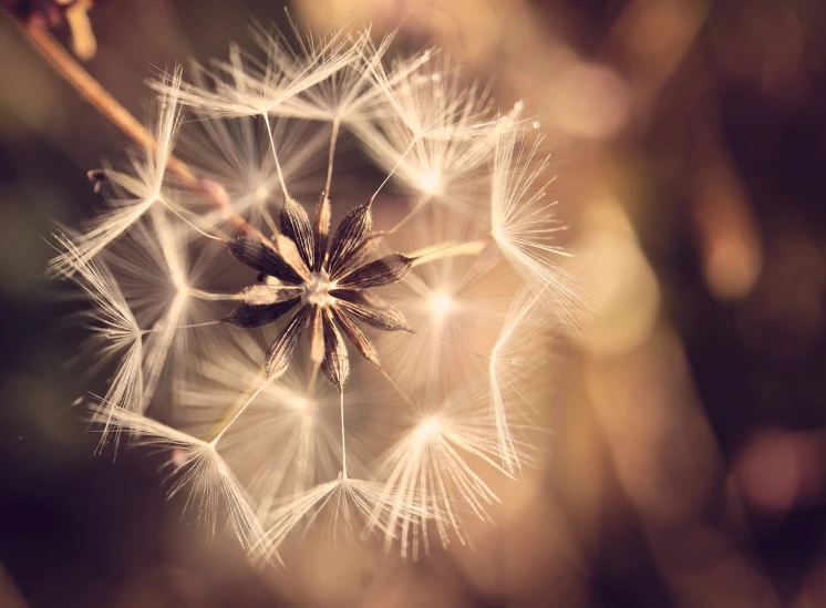 a close up of a dandelion with a blurry background, by Matthias Weischer, shutterstock, stars, elaborate composition, autumn, viewed from above