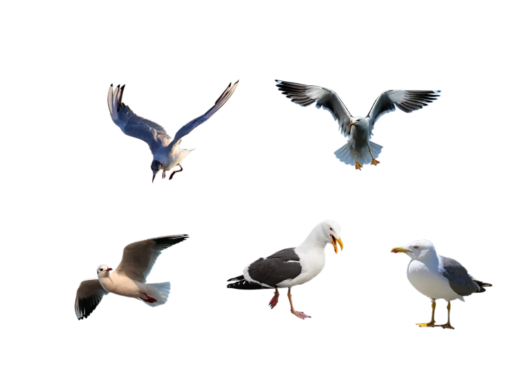 a group of seagulls flying through the air, figuration libre, on black background, asset pack, different full body view, collection