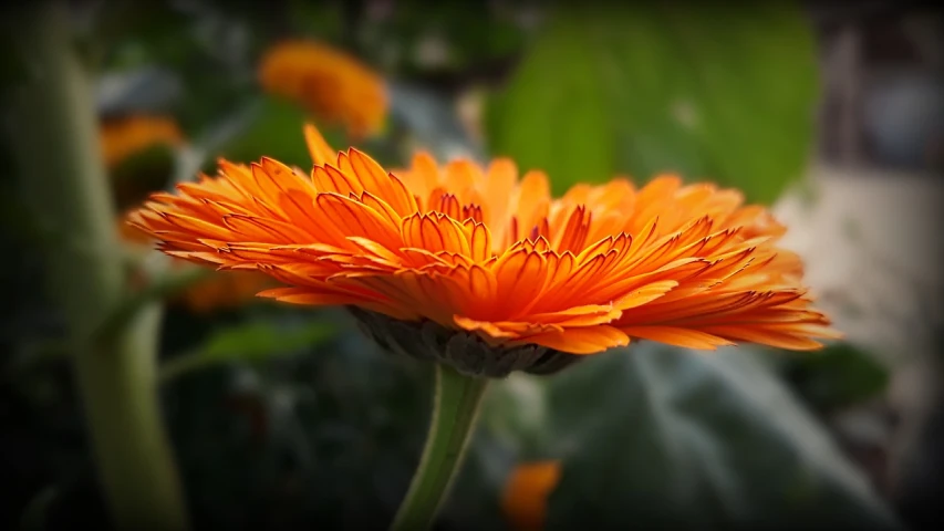 a close up of an orange flower with green leaves in the background, by Jan Rustem, pexels, romanticism, marigold background, gentle shadowing, various posed, wide shot ; dynamic contrast