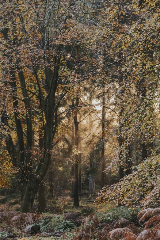 the sun is shining through the trees in the woods, a picture, by Joseph von Führich, pexels, tonalism, autum, (((forest))), shades of gold display naturally, beautiful natural rim light