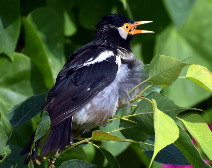 a black and white bird sitting on top of a tree branch, by Juergen von Huendeberg, shutterstock, mingei, sheltering under a leaf, shouting, long thick shiny gold beak, large antennae