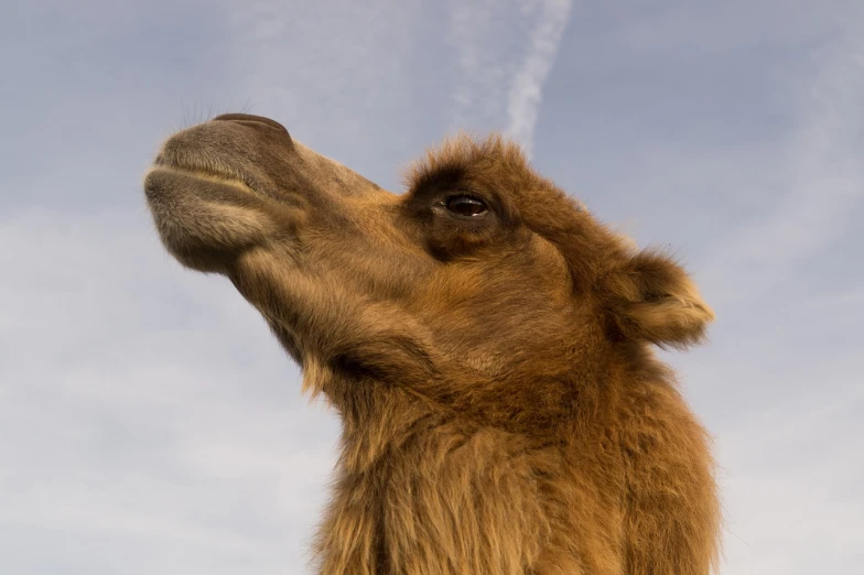 a close up of a camel's head against a blue sky, arabesque, 2 years old, high res photo, mid shot photo, front profile