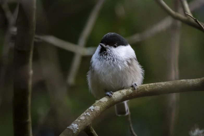 a small bird sitting on top of a tree branch, a portrait, by Peter Churcher, flickr, puffballs, black nose, 2 4 mm iso 8 0 0, in a sunbeam