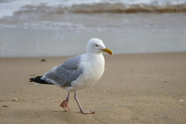 a white and gray bird standing on top of a sandy beach, a photo, focus on his foot, with a yellow beak, full length photo, high res photo