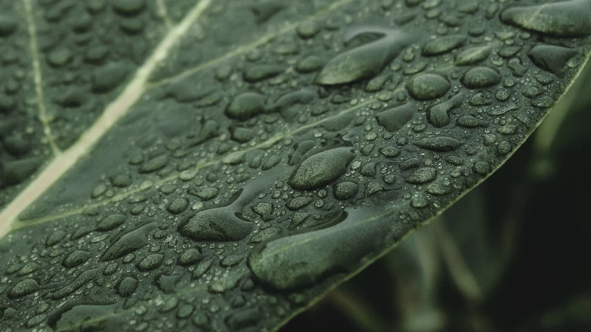 a close up of a leaf with water droplets on it, by Jan Konůpek, pixabay, renaissance, high detail 4k render, cinematic shot!, rain sensor, highly detailed in 4k