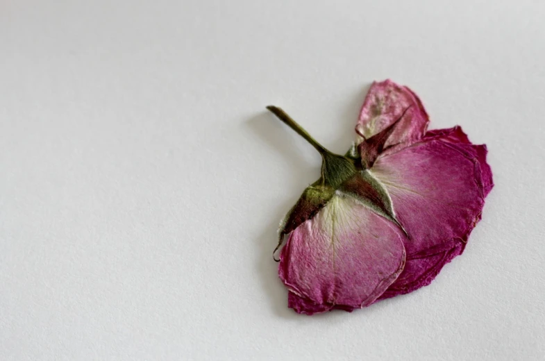 a close up of a flower on a white surface, pexels, romanticism, dead old, pink rosa, resin, lying on an empty