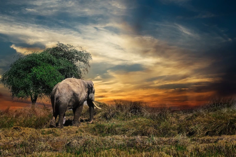 an elephant that is standing in the grass, a picture, pixabay contest winner, apocalyptic setting, serene evening atmosphere, in a serene landscape, rambling