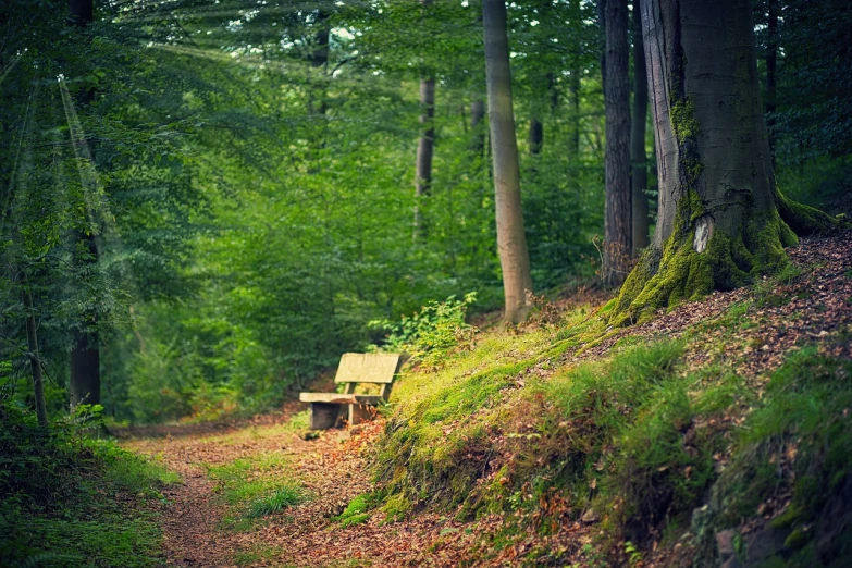 a bench sitting in the middle of a forest, a picture, by Charmion von Wiegand, shot on sony alpha dslr-a300, cozy place, lush scenery, fotografia