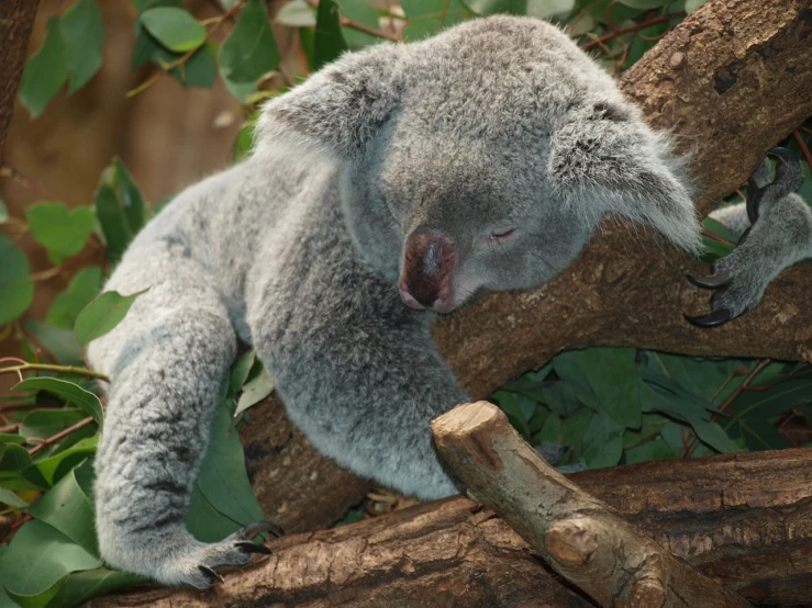 a koala sleeping on top of a tree branch, aaaaaaaaaaaaaaaaaaaaaa, avatar image, 2 0 1 0 photo, dreamworld