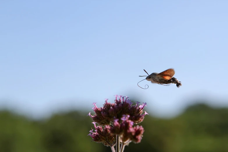 a humming moth flying over a purple flower, by Anato Finnstark, hurufiyya, flying into the sky, high res photo