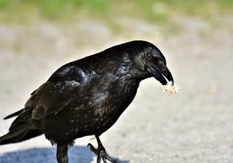 a black bird with a piece of food in its mouth, pixabay, renaissance, high resolution details, florida, seeds, very sharp and detailed photo