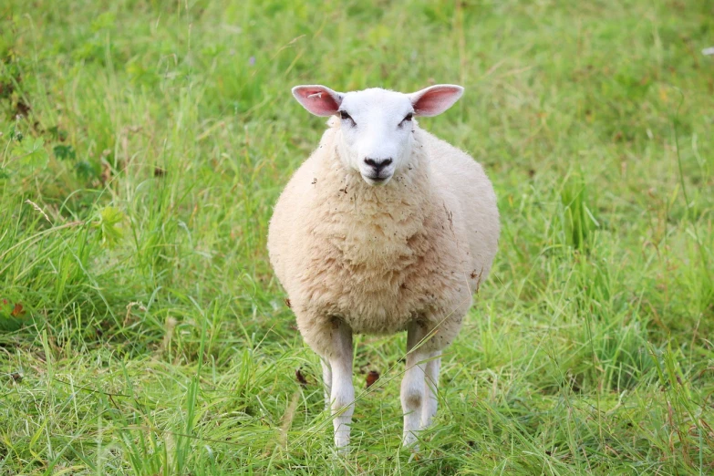 a sheep standing on top of a lush green field, a portrait, silver eyes full body, with symmetrical head and eyes, pale round face, in a grassy field