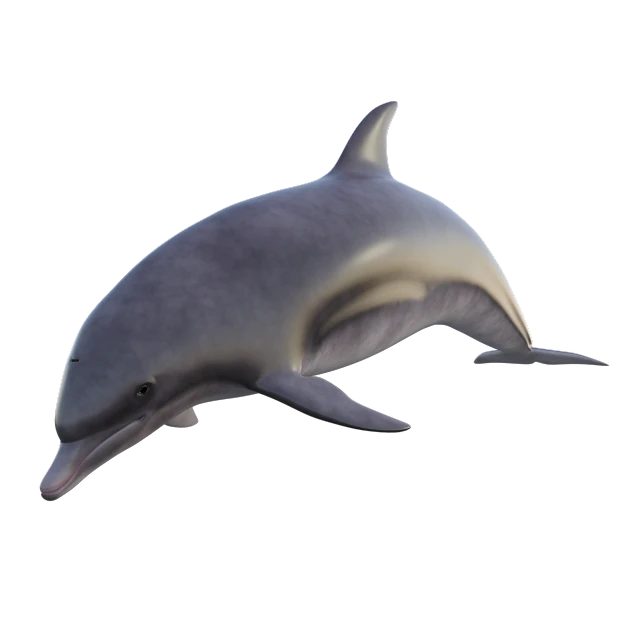 a dolphin that is jumping in the air, a raytraced image, zbrush central, hurufiyya, slightly larger nose, fbx, 3 d model