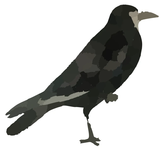 a black and white bird on a white background, an illustration of, inspired by Gonzalo Endara Crow, mingei, low - poly aliased, merlin, side view close up of a gaunt, detailed color scan