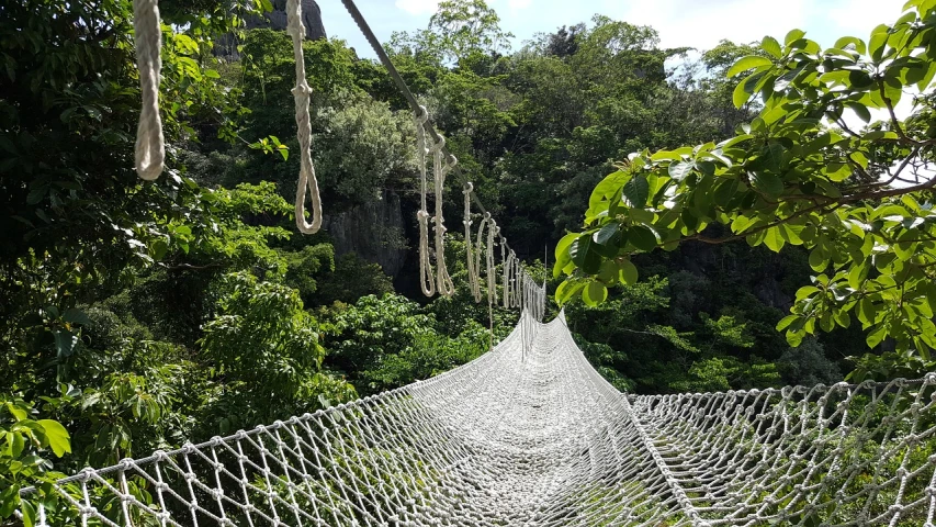 a rope bridge in the middle of a forest, by Adam Manyoki, net art, okinawa japan, fully covered, on a sunny day, on a birdge