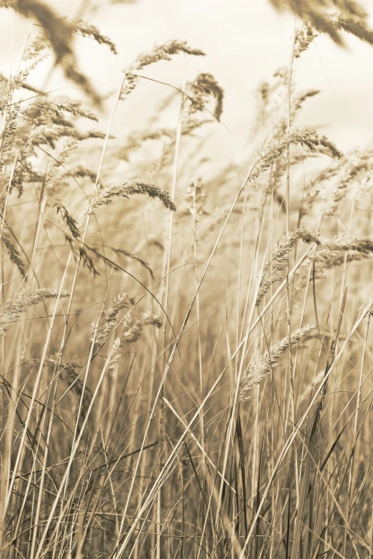 a black and white photo of tall grass, a digital rendering, pexels, romanticism, sepia, harvest, malt, david hardy