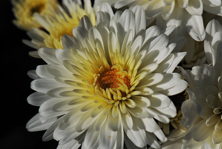 a close up of a bunch of white flowers, flickr, precisionism, chrysanthemum, full of golden layers, beautiful flower, gentle shadowing