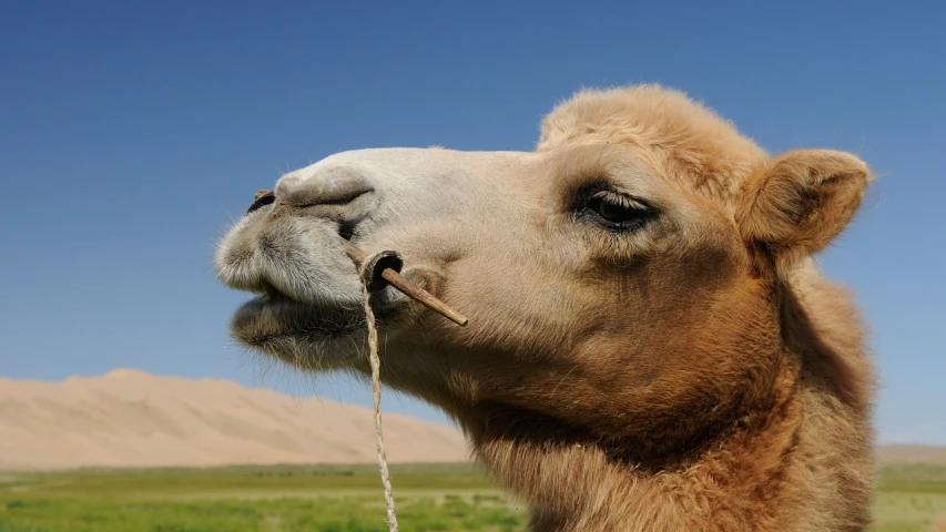 a camel with a stick in its mouth, by Matthias Weischer, istock, ivory, chinese, poppy