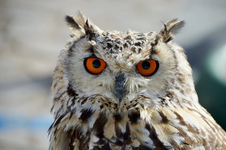 a close up of an owl with orange eyes, a portrait, hurufiyya, closeup photo