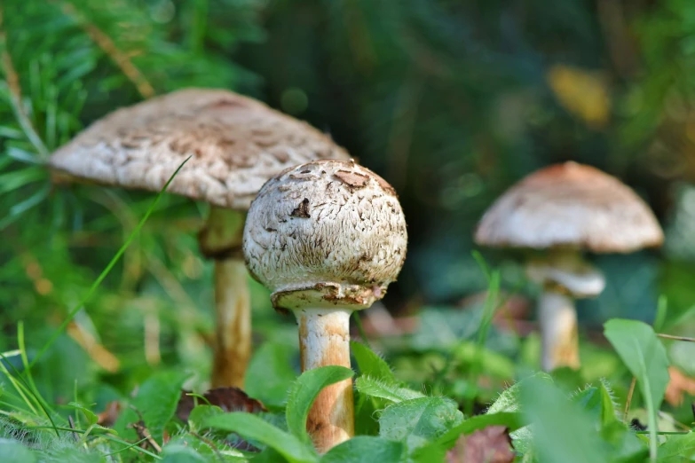 a group of mushrooms sitting on top of a lush green field, a macro photograph, by Dietmar Damerau, shutterstock, in deep forest jungle, very detailed photo, stock photo, slightly buck - toothed