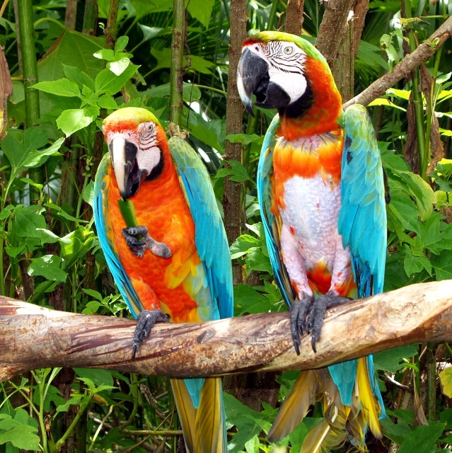 two colorful parrots sitting on a tree branch, shutterstock, sumatraism, orange and teal color, tropical setting, florida, 🦩🪐🐞👩🏻🦳