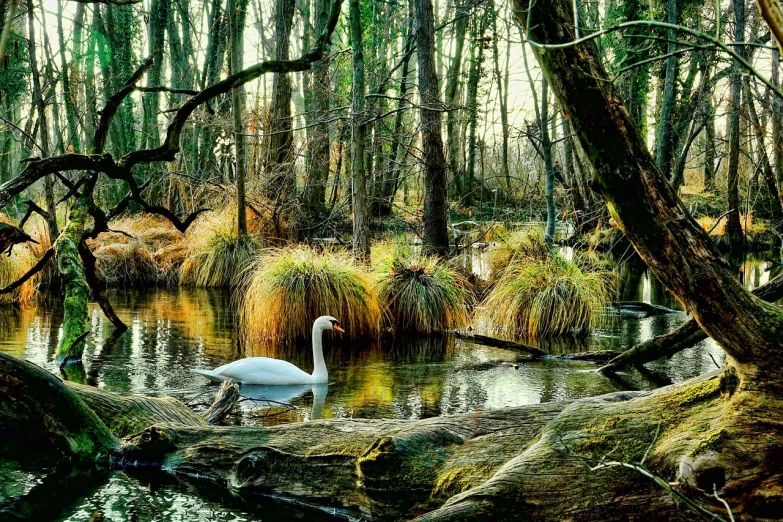 a swan is sitting on a log in the water, by Don Reichert, environmental art, beautiful ancient forest, louisiana swamps, lush winter forest landscape, prize winning color photo