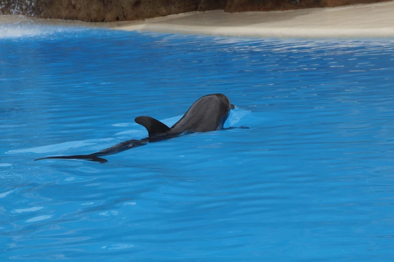 a dolphin is swimming in a blue pool, arabesque, full length photo, very accurate photo