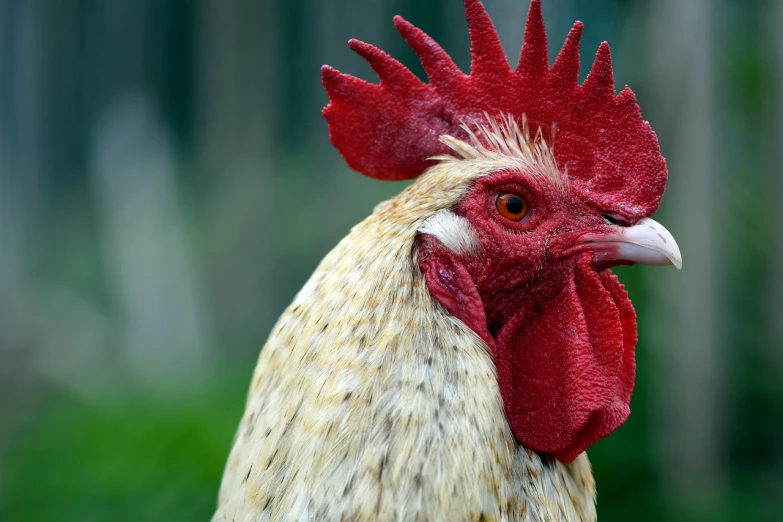 a close up of a rooster with a red comb, a portrait, shutterstock, very detailed photo, with a white complexion, 1128x191 resolution, closeup at the face