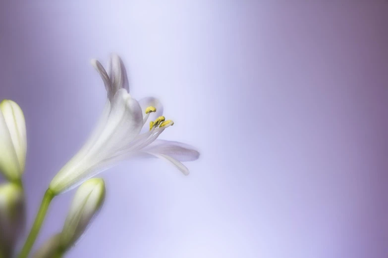 a close up of a flower with a blurry background, a macro photograph, minimalism, pastel purple background, white lilies, intricate hyperdetail macrophoto, lpoty