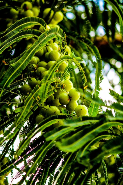 a bunch of green fruits hanging from a tree, a stock photo, flickr, hurufiyya, sweet acacia trees, shot on sony alpha dslr-a300, ferns, cherries