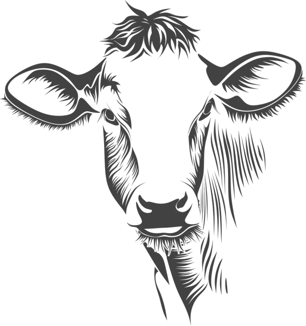 a black and white cow on a black background, finely illustrated face, shaded, uploaded, whole page illustration