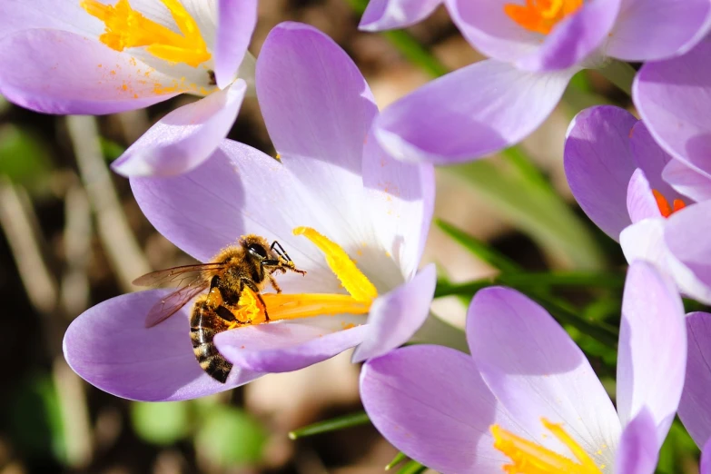 a bee sitting on top of a purple flower, a photo, by Erwin Bowien, shutterstock, spring blooming flowers garden, honey and bee hive, iris, february)