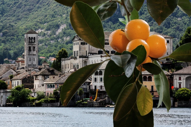 a bunch of oranges hanging from a tree over a body of water, renaissance, in the foreground a small town, vouge italy, foto, boka