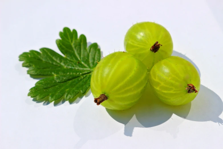 a group of green berries sitting on top of a white table, a picture, hurufiyya, avatar image, fluffy green belly, gooseman, f 1.4