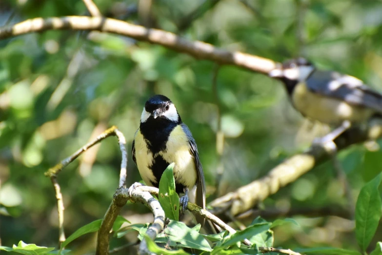 a couple of birds sitting on top of a tree branch, a portrait, closeup photo, amongst foliage, summer 2016, in a woodland glade