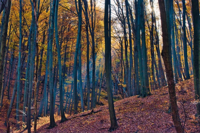 a forest filled with lots of tall trees, by Karl Pümpin, autumn lights colors, ((trees)), transylvania, post processed