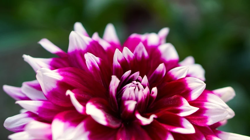 a close up of a pink and white flower, by Anna Haifisch, precisionism, dahlias, beautiful flower, maroon and white, shallow dof