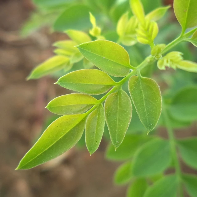 a close up of a plant with green leaves, hurufiyya, moringa oleifera leaves, closeup - view, slight yellow hue, version 3