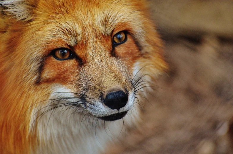 a close up of a fox's face with a blurry background, red fur, foxes, blond furr, hd fur