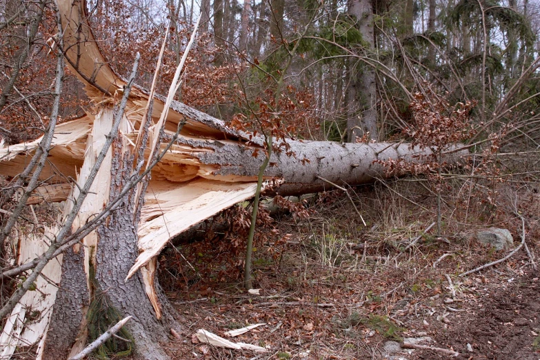 a fallen tree in the middle of a forest, a photo, by Jakob Häne, shutterstock, side view close up of a gaunt, collapsing, 3 4 5 3 1, front side view