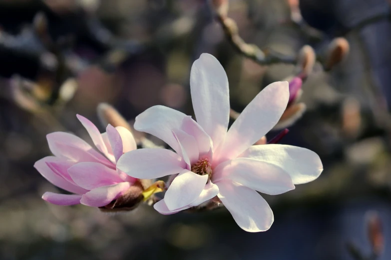 a close up of a flower on a tree, a portrait, by Emanuel de Witte, trending on pixabay, hurufiyya, magnolias, an ancient, barbara hammer 4 k, iphone wallpaper