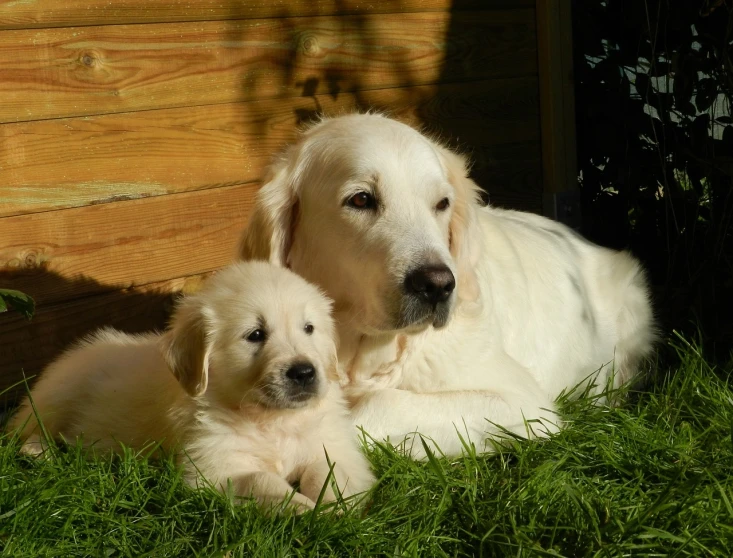 a couple of dogs laying on top of a lush green field, by Istvan Banyai, pixabay, dada, soft pale golden skin, they are siblings, shiny gold, intense albino