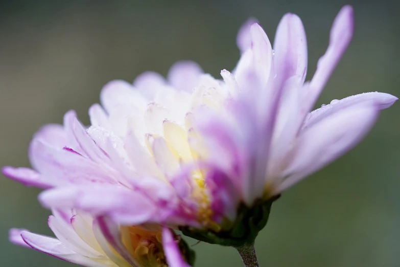 a close up of a flower with a blurry background, by Jan Rustem, chrysanthemum, white and purple, flowers rain everywhere, header